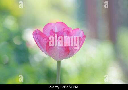 Zweifach rosafarbene Ponytulpe Double Shirley im Garten. Schöne doppelrosafarbene Tulpe. Pinkfarbene, pfirnblütige Doppeltulpe. Stockfoto