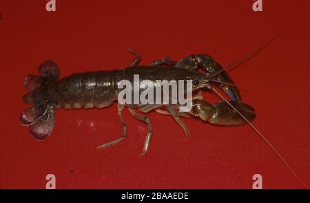 Yabbie australischer Süßwasserkrebse, Cherax Destructor Stockfoto