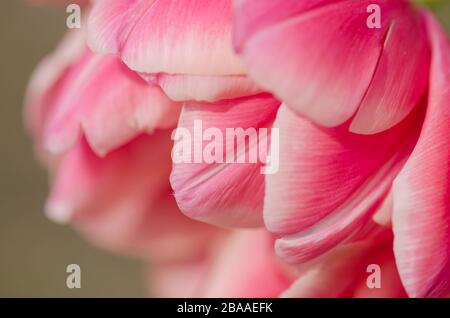 Rot-weiße bicolore Tulpe Wirosa. Rote Tulpe und cremige Kante Stockfoto