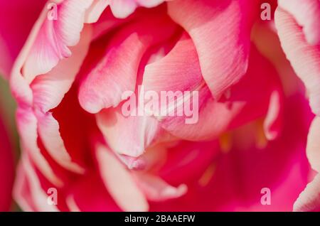 Rote Tulpe und cremige Kante. Doppeltulpe Wirosa Stockfoto