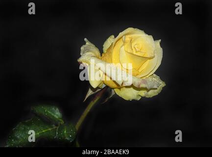 Echte natürliche Regentropfen auf einem leuchtend zitronengelben Hybrid-Tee erhoben sich direkt nach einem Sturm, der verschwommene Blätter auf einem fast schwarzen Hintergrund zeigt Stockfoto