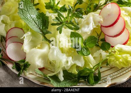 Frühlingssalat mit Radieschen und wilden essbaren Pflanzen - Kicherkraut, junges Betstroh und Nippelkraut