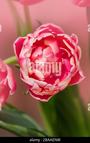 Rot-weiße bicolore Tulpe Wirosa. Rote Tulpe und cremige Kante Stockfoto