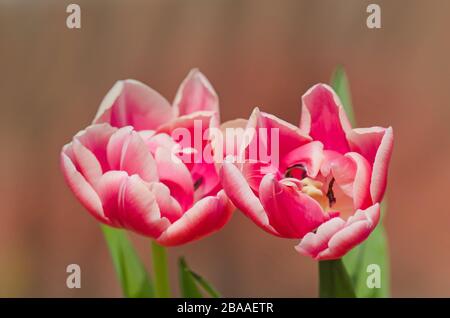 Rot-weiß bicolor Tulpe Drumline. Rote Tulpe und cremige Kante Stockfoto