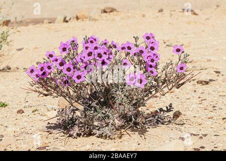 Saftig magentafarbene Wüstenstorks Rechnung Erodium crassifolium in voller Blüte im makhtesh ramon Krater in israel auf einem verschwommenen Hintergrund der beigefarbenen Wüste san Stockfoto