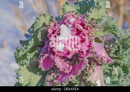Blühende Kohlpflanzen auf dem Feld. Mit Schnee bedeckte Zierabbacke Stockfoto