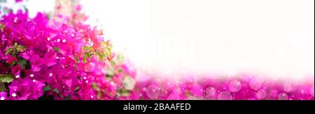 Blumenrahmen, Mockup, Platz für Text. Schöne blühende Bougainvillia-Baum-Zweige mit leuchtend rosafarbenen Blumen auf weißem Hintergrund. Verschwommen Stockfoto