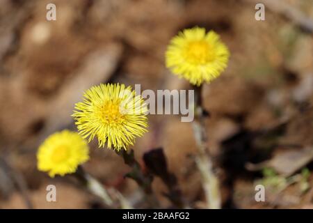 Quellwald, Kaltfußblumen an sonnigen Tagen. Blühende Tussilago farfarfarfarfarfarfara Stockfoto