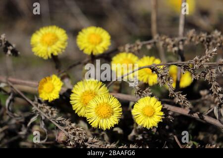 Quellwald, Kaltfußblumen an sonnigen Tagen. Blühende Tussilago farfarfarfarfarfarfara Stockfoto