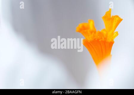 Crocus (Crocus purpureus oder Crocus vernus), eine Nahlebensdauer des Blumenzentrums, die die Staubblätter mit sehr geringer Schärfentiefe zeigt. Stockfoto