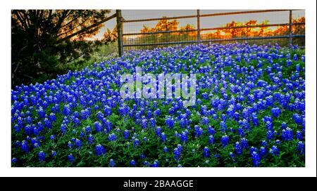 Texas Frühling Wildblumen – blaubonnets und indische Pinsel, auf ländlichen Straßen Stockfoto