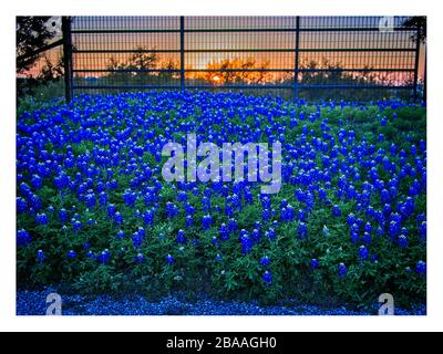 Texas Frühling Wildblumen – blaubonnets und indische Pinsel, auf ländlichen Straßen Stockfoto