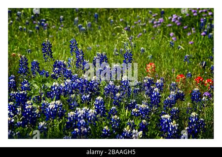 Texas Frühling Wildblumen – blaubonnets und indische Pinsel, auf ländlichen Straßen Stockfoto