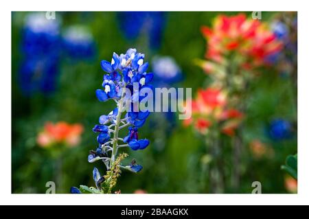 Texas Frühling Wildblumen – blaubonnets und indische Pinsel, auf ländlichen Straßen Stockfoto