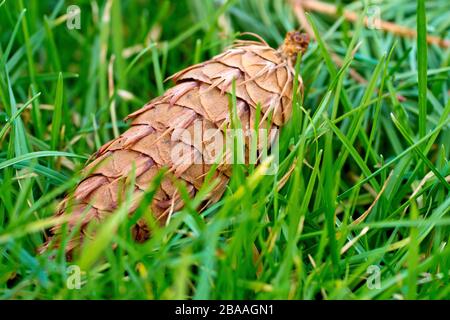 Douglas Fir (pseudotsuga menziesii), Nahaufnahme eines im Gras liegenden gefallenen reifen Kegels. Stockfoto