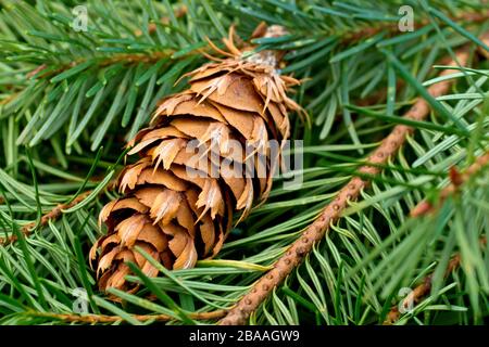 Douglas Fir (pseudotsuga menziesii), Nahaufnahme eines gefallenen reifen Kegels, der noch an seinem Zweig befestigt ist. Stockfoto