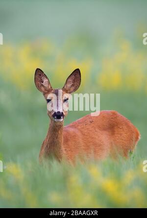 Überraschter Rehe, der in hohem grünen Gras steht und sich teilweise auf einer Wiese versteckt Stockfoto