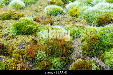 Eine Nahaufnahme einer Vielzahl von Moosen und Flechten, die einen großen Sandsteinblock rauchen und so ein eigenes Mikro-Ökosystem schaffen. Stockfoto