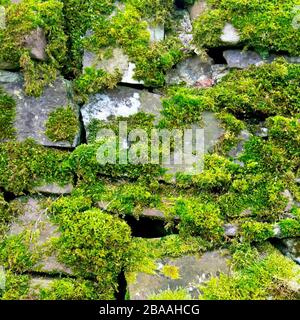 Ein Bild eines Teils einer alten, leicht abfallenden, mit Moos bedeckten Trockensteinmauer. Stockfoto