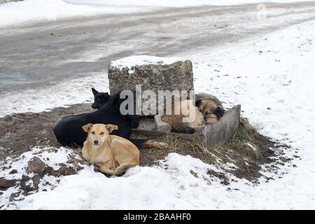 Gruppe von streunenden Hunden, die im Winter auf dem Boden liegen Stockfoto