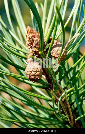 Scots Pine (Pinus sylvestris), Nahaufnahme von unreifen Kiefernzapfen, die sich aus den früheren Jahren Blumen entwickeln. Es dauert zwei Jahre, bis sie reifen. Stockfoto