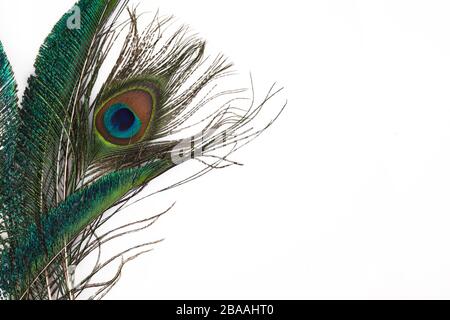 Pfauenfeder im königlichen Stil auf weißem Hintergrund. Tropischer abstrakter Hintergrund. Exotischer Vogel. Stockfoto