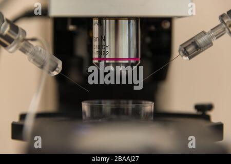 Elektrophysiologische Einrichtung mit Mikroskop zur Aufzeichnung von Neuronen in Hirnproben und Zellkulturen, Details, Nahaufnahme, direktem Licht Stockfoto
