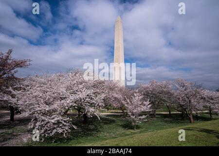 Washington DC, USA. März 2020. Kirschblüten blühen in der Nähe des Washington Monument während der Coronavirus (COVID-19) Pandemie, in Washington, D.C am Donnerstag, 26. März 2020. Foto von Kevin Dietsch/UPI Credit: UPI/Alamy Live News Stockfoto