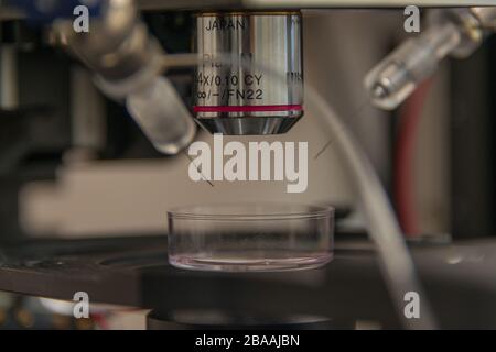 Elektrophysiologische Einrichtung mit Mikroskop zur Aufzeichnung von Neuronen in Hirnproben und Zellkulturen, Details, Nahaufnahme, direktem Licht Stockfoto