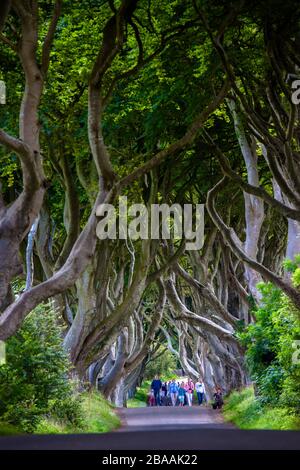 Die sogenannten "Dark Hedges of Bregagh Road", berühmt für ihre Schönheit und HBO's Game of Thrones, Northern Ireand, Großbritannien Stockfoto