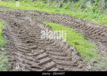 Tiefe Furchen im Schlamm von Traktor Reifen/Reifen auf Gras. Reifen Spuren Spuren, Stick in den Schlamm, matschigen Textur, schlammige Oberfläche, Schlamm, winter Schlamm Stockfoto