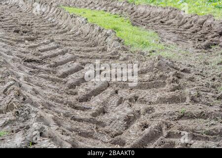 Tiefe Furchen im Schlamm von Traktor Reifen/Reifen auf Gras. Reifen Spuren Spuren, Stick in den Schlamm, matschigen Textur, schlammige Oberfläche, Schlamm, winter Schlamm Stockfoto