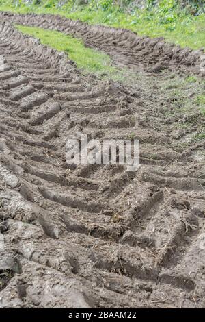 Tiefe Furchen im Schlamm von Traktor Reifen/Reifen auf Gras. Reifen Spuren Spuren, Stick in den Schlamm, matschigen Textur, schlammige Oberfläche, Schlamm, winter Schlamm Stockfoto