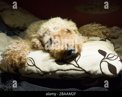 Süßer Hund, der auf einem Kissen liegt, Großbritannien Stockfoto