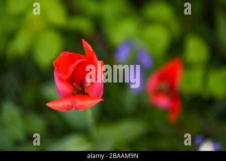 Mohn in der englischen Landschaft Stockfoto