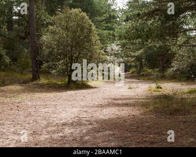 Fußweg durch den Wald, Wells-next-the-Sea, Norfolk, Großbritannien Stockfoto