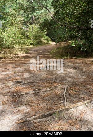 Baumwurzeln über einen Fußweg durch den Wald, Wells-next-the-Sea, Norfolk, Großbritannien Stockfoto