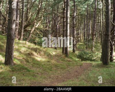 Fußweg durch Kiefernwald, Wells-next-the-Sea, Norfolk, Großbritannien Stockfoto