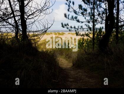 Fußweg durch den Wald zum Strand, Wells-next-the-Sea, Norfolk, Großbritannien Stockfoto