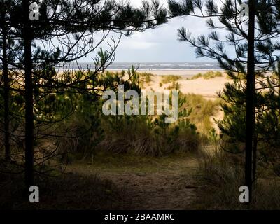 Fußweg durch den Wald zum Strand im Frühling, Wells-next-the-Sea, Norfolk, Großbritannien Stockfoto