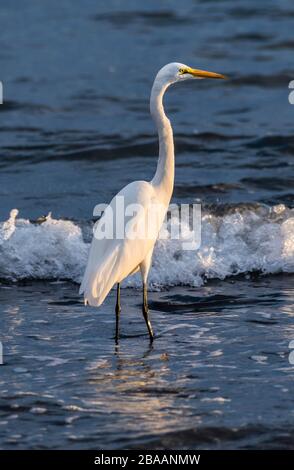 Großer Egret (Ardea alba) im Meer, Baja California sur, Mexiko Stockfoto