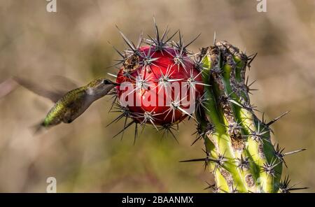 Weibliche costas Kolibris (Calypte costae), die sich von der Frucht der Körperrohrkaktusfrucht (Stenocereus thurberi), Baja California sur, Mexiko ernähren Stockfoto