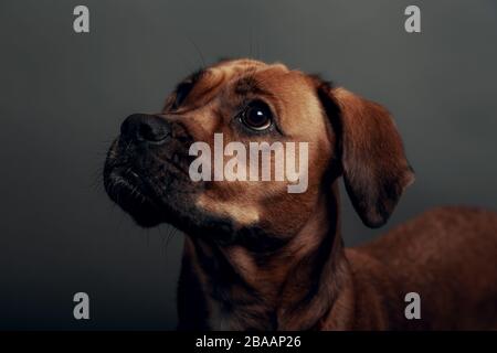 Süßer Hund mit neutralem grauem Hintergrund Stockfoto