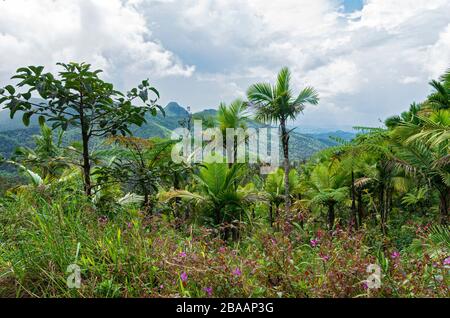 Flora und Landschaft der luquillo-berge in el yunque Nationalforst von puerto rico Stockfoto