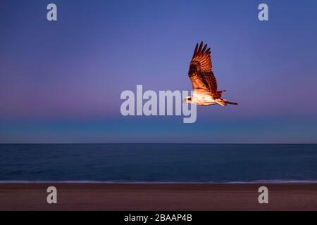 Osprey (Pandion haliaetus) überfliegt den Strand des Golf von Kalifornien, Baja California sur, Mexiko Stockfoto