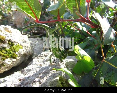 Nahaufnahme eines grünen mediterranen Chamäleons auf Malta Stockfoto