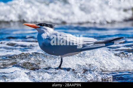 Royal tern (Thalasseus maximus) im Meer, Baja California sur, Mexiko Stockfoto