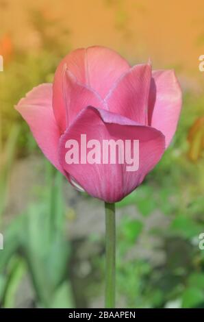 Rosa Tulpe im Garten. Frische, rosafarbene Tulpen. Verwischter Hintergrund und Tulpen im Frühling. Rosafarbene Tulpenblumen auf grünem Federhintergrund Stockfoto