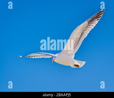 Blick auf Herring Gull (Larus argentatus), Baja California sur, Mexiko Stockfoto