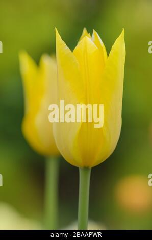 Gelbe Lilie geblüht Tulpe Seattle. Feld gelber Tulpen. Blume Tulpen Hintergrund. Stockfoto